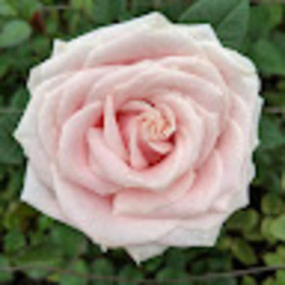 emslemur